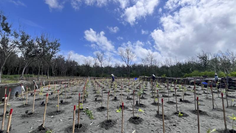 劣化地試驗樣區標記、客土、植栽準備