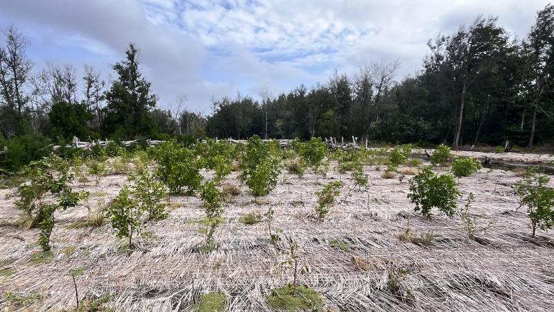 劣化地試驗樣區現狀及造林生長情形