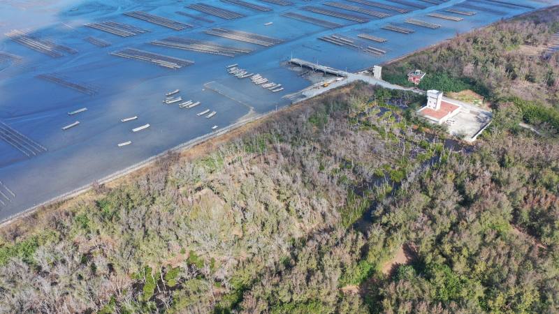 四湖試驗站第一線海岸防風林老化