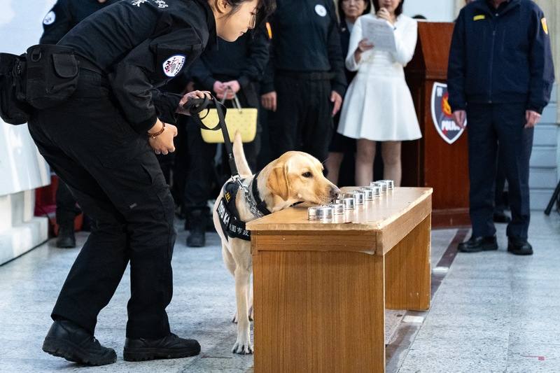桃園市12日成立警犬隊，未來將協助執行緝毒、防爆及安檢等治安維護工作。（桃園市政府提供）