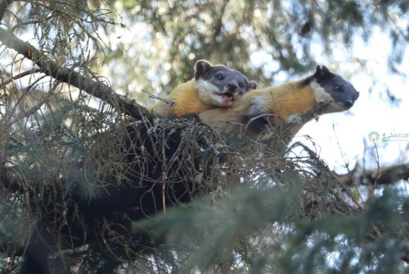 玉山國家公園管理處黃喉貂研究有重要進展，研究人員日前在塔塔加地區目擊公、母黃喉貂正在樹上交配（圖），留下全台首筆影像紀錄。（玉山國家公園管理處提供）