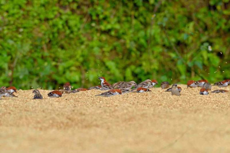 山麻雀因棲地改變或破壞、食物及巢位不足、慣行農法與物種競爭等原因，全台族群數量不足2000隻，已瀕臨絕種，棲地所在的社區栽植小米提供山麻雀繁殖季或度冬期覓食。（嘉義縣野鳥學會提供）