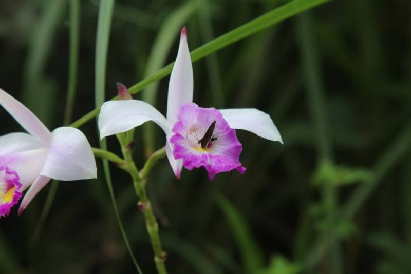 新北市農業局透過公私協力，為一度在全台野外族群不到100株的極危植物「葦草蘭」復育出3000株實生苗，並於貢寮區水梯田以及汐止、金山區野地復育。（狸和禾小穀倉工作室提供）