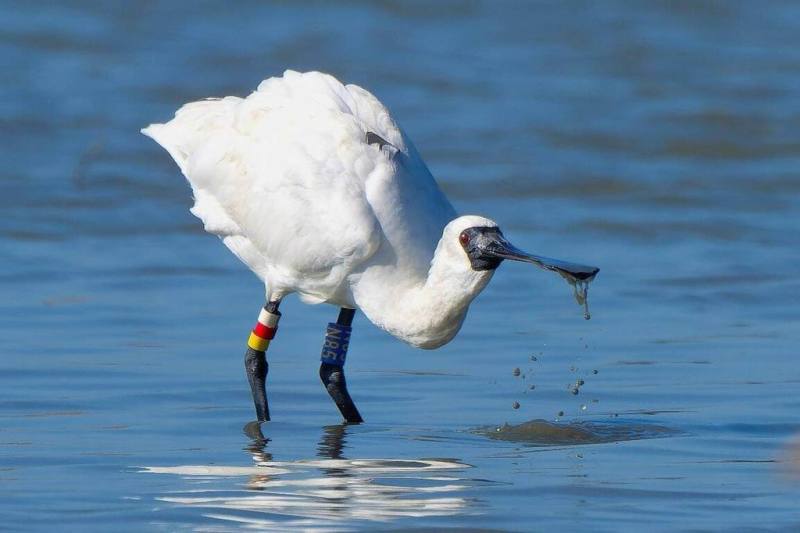 國立屏東科技大學鳥類生態研究室指出，追蹤發現編號N85黑面琵鷺10月要來台度冬時，在東北季風與颱風助飛下，以時速172公里通過台灣海峽，刷新紀錄。（台南鳥會常務理事郭東輝提供）