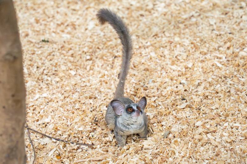 北市動物園收容了協助收容走私查緝的5隻年輕雄性嬰猴，將在2025年元旦正式和民眾見面。(北市動物園提供)