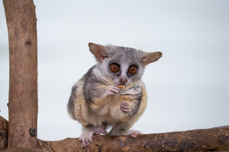 北市動物園收容了協助收容走私查緝的5隻年輕雄性嬰猴，將在2025年元旦正式和民眾見面。(北市動物園提供)