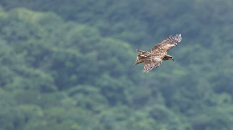 農業部林業及自然保育署近日公布2024年黑鳶全台同步調查結果，顯示黑鳶族群數量再創新高、達945隻，其中以新北貢寮地區族群數量最多。（林業及自然保育署提供）