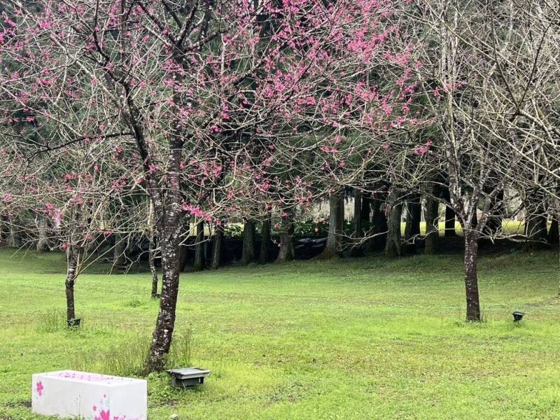 九族文化村種植逾6000棵櫻花，已有櫻花逐漸綻放，園方表示，最早的山櫻花、枝垂櫻已開跑，整個花季從山櫻花、枝垂櫻展開，接續2月中的八重櫻、台灣雪櫻、吉野櫻，到2月底3月初的富士櫻，預計花季將持續1個多月。（九族文化村提供）