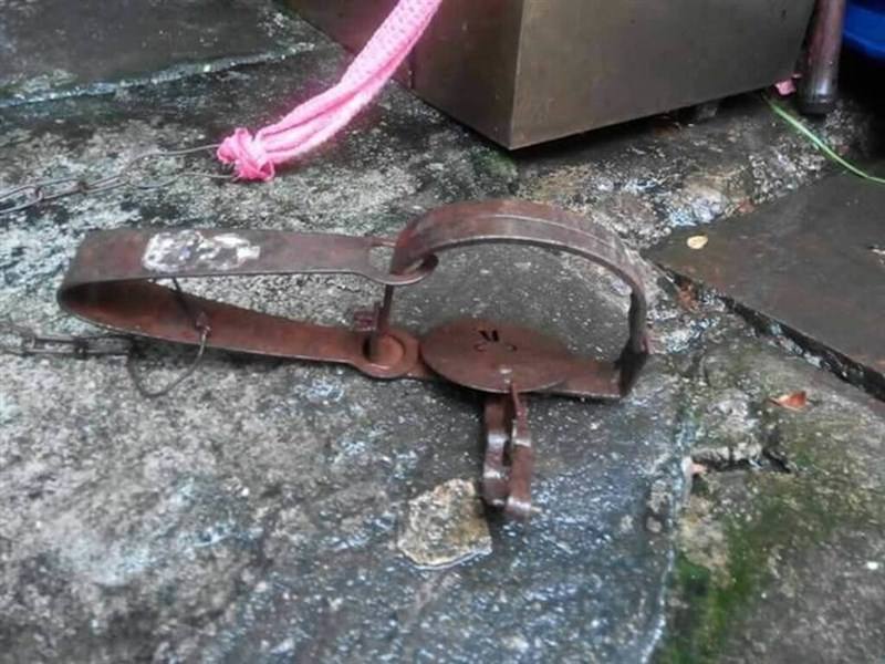 A steel-jaw trap. Photo courtesy of the Forestry and Nature Conservation Agency