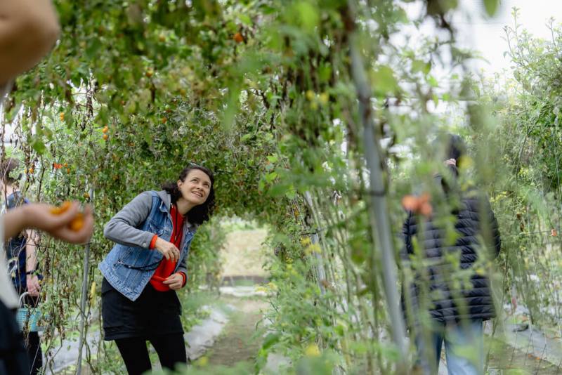 高雄市駁二藝術家駐村計畫推「產地到餐桌：年菜計畫」，帶領2025年首批進駐高雄的國內外藝術家深入產地採收時令作物，認識當地農業故事。圖為藝術家到美濃採收番茄。（高雄市文化局提供）