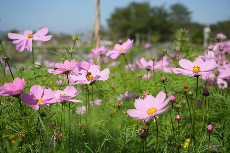 屏東新埤綜合休閒公園今年規劃種植面積約1.2公頃花海，29日起開放。新埤鄉公所表示，花海向來是新埤鄉春節特色，屆時將結合市集，歡迎民眾來走春。圖為23日波斯菊已盛開