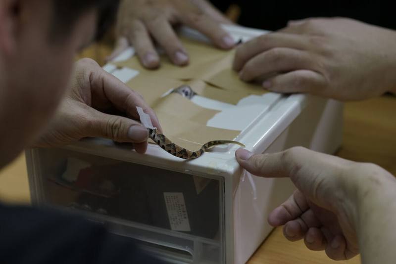 林業及自然保育署台中分署研究人員日前在八仙山國家森林遊樂區內發現百步蛇幼蛇，並為幼蛇安裝諧波反射器，以不傷害幼蛇的方式進行追蹤調查，了解百步蛇生態。（林業及自然保育署台中分署提供）