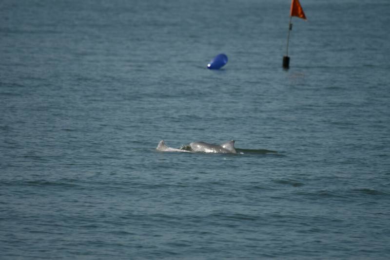 海洋委員會海洋保育署近日公布最新白海豚監測成果，民國113年度共目擊回報14次白海豚群，其中4次為母帶幼的育幼畫面。（海保署提供）