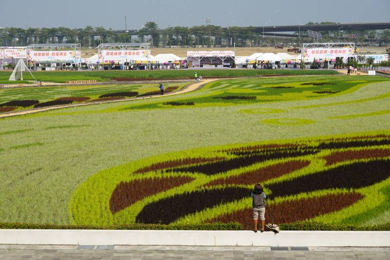 屏東熱帶農業博覽會25日開幕，「非常農村．彩稻進化曲」區域以彩色稻米品種與創意設計，將田野幻化成繽紛絢麗的大地畫布，開放民眾可走入彩稻田拍照