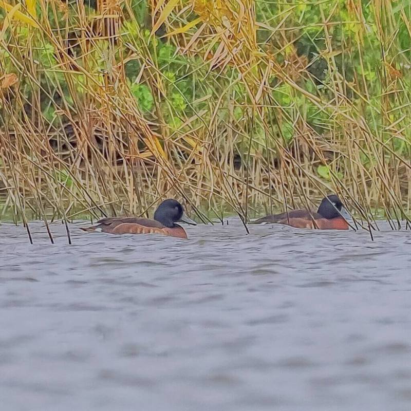 國際保育聯盟列為「極度瀕危」的青頭潛鴨（Aythya baeri）現蹤高雄茄萣濕地，市府工務局表示，今年茄萣濕地雨水豐富，使得只有豐水年才會出現的稀有鳥類陸續到訪，這次到來的青頭潛鴨更是明星物種。（高雄市茄萣區觀光發展協會提供）