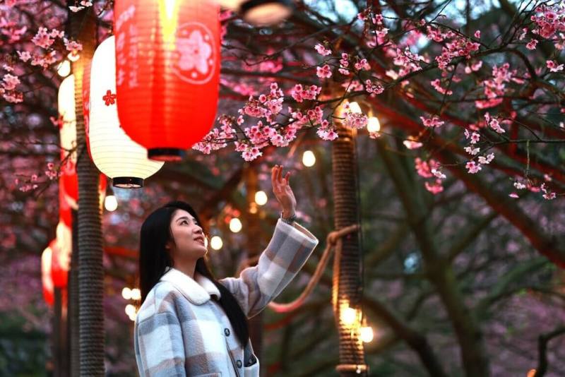 每年初春時節就是新北市15萬株櫻花陸續綻放的時刻，賞櫻不必出國，過年走春賞花趣。（新北市農業局提供）