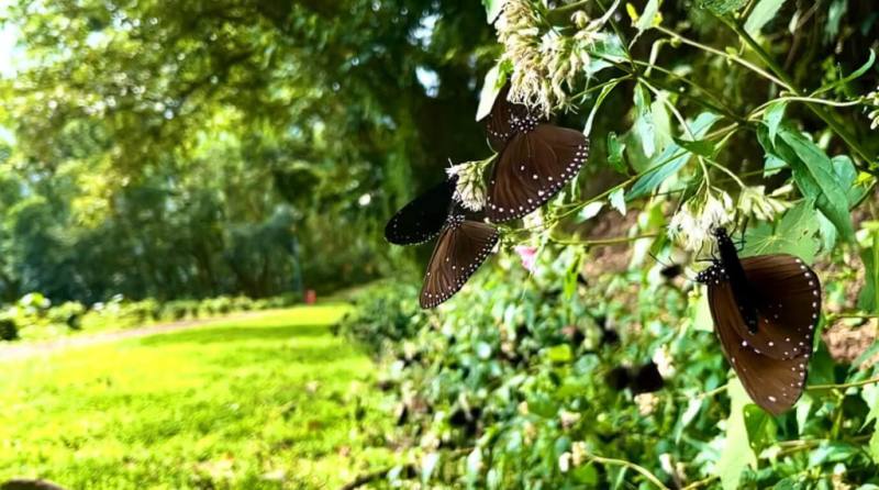 台灣紫斑蝶保育大致分為越冬蝶谷、蝶道遷移及生態營造3種型態，交通部高速公路局、茂林國家風景區管理處、林業及自然保育署屏東分署等單位合作，設置防護網降低紫斑蝶道路致死率或著手其他保育措施。（茂林國家風景區管理處提供）