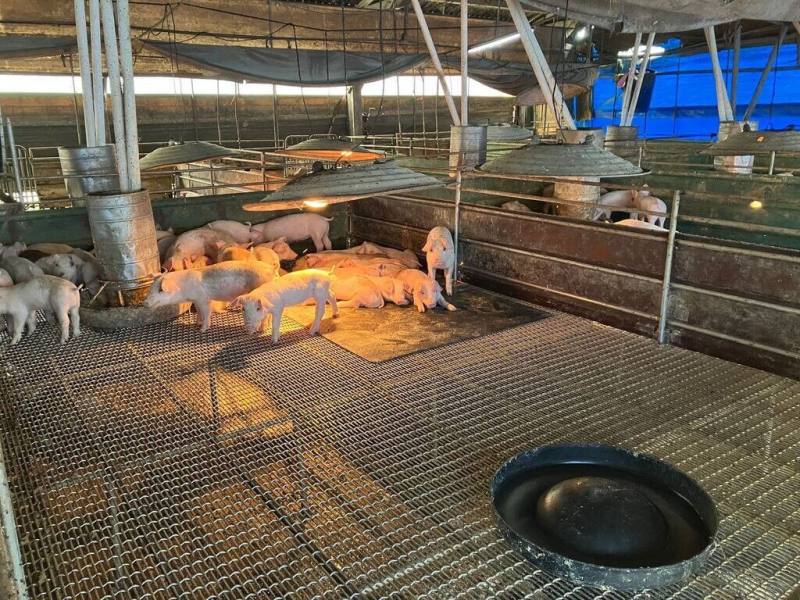 高雄市政府推動農業部「養豬百億基金計畫」，為傳統養豬產業注入全新動能，4年間協助262場次養豬場改善設備等問題，幫助豬農大幅提升經營效能。（高雄市農業局提供）