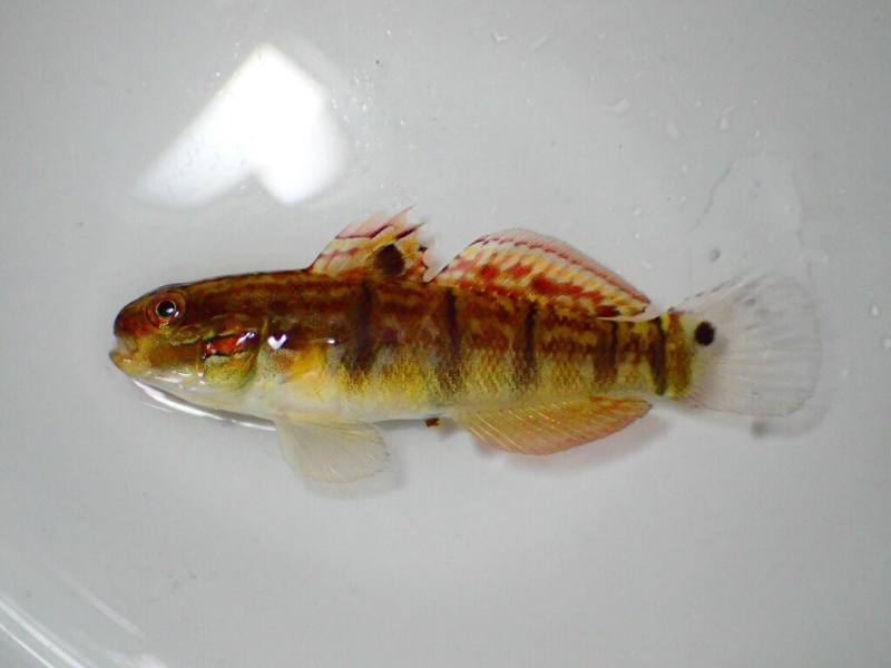 水試所2023年完成觀賞魚「尾斑鈍鰕虎」的人工繁殖技術研發，讓此魚更能適應水族箱生存。（水試所提供）