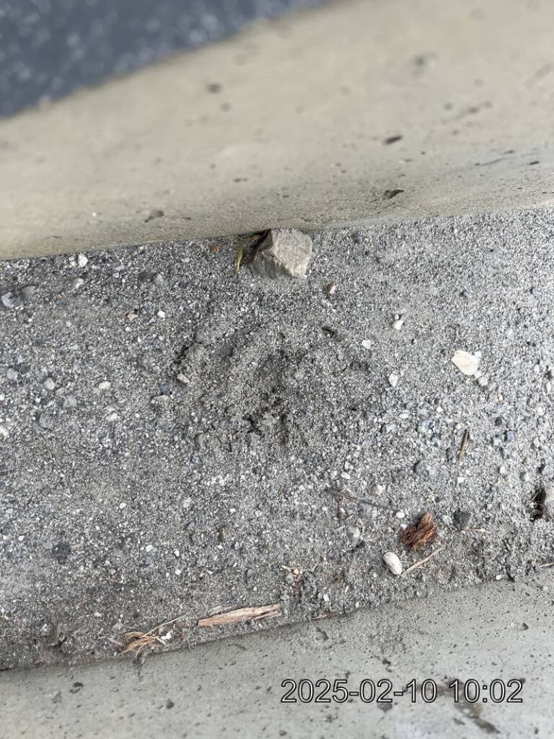 林業及自然保育署花蓮分署接獲民眾通報，9日清晨台9線舞鶴往三民路段有黑熊母子出沒，花蓮分署10日派員前往現場勘查，發現黑熊腳印。（林業及自然保育署花蓮分署提供）