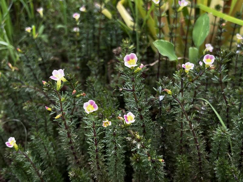 桃園臺地受威脅水生植物「桃園石龍尾」(林業保育署新竹分署提供)