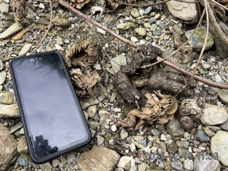 林業及自然保育署花蓮分署接獲民眾通報，9日清晨台9線舞鶴往三民路段有一隻小黑熊在路肩行走，並橫越馬路與另1隻大黑熊會合，花蓮分署10日派員前往現場勘查，發現黑熊腳印及排遺。（林業及自然保育署花蓮分署提供）