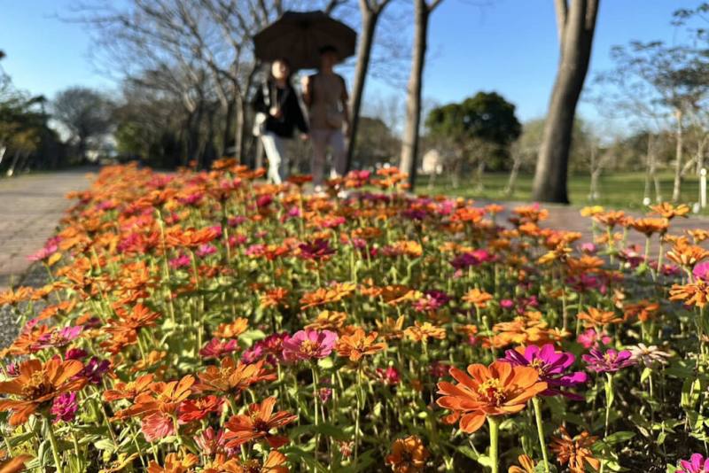 台南山上花園水道博物館在淨水池區中央步道種植花草，搭配一旁的櫻花樹營造賞花景點，有「櫻木花道」美稱。（台南市文化局提供）