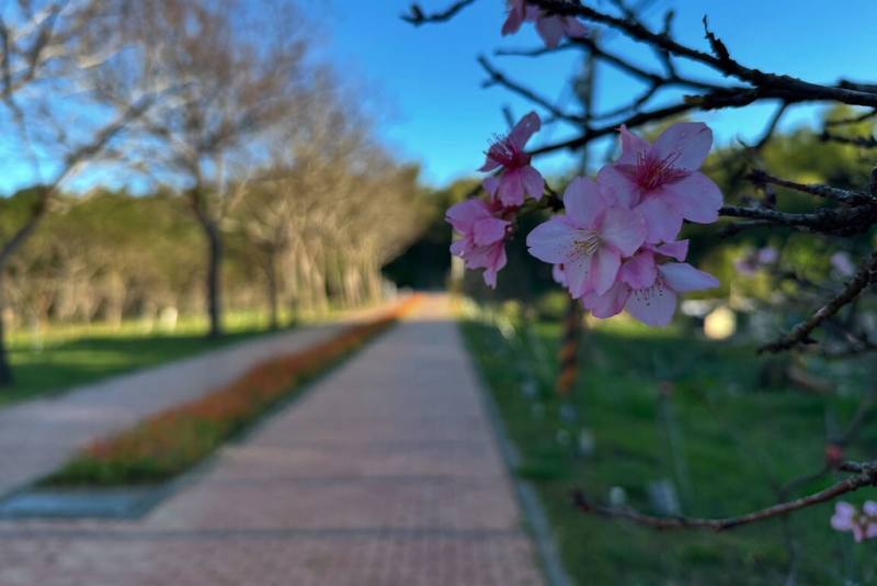 台南山上花園水道博物館淨水池區種植近500株櫻花，成為台南少有賞櫻景點，館方預估櫻花在228連假盛開。（台南市文化局提供）