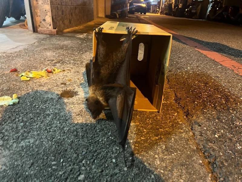 林業及自然保育署花蓮分署接獲消息，指美崙地區一隻被列為一級保育類野生動物的台灣狐蝠撞到鐵門後摔落，16日已送往池上東部野生動物救傷中心（野灣野生動物保育協會）治療。（林業及自然保育署花蓮分署提供）