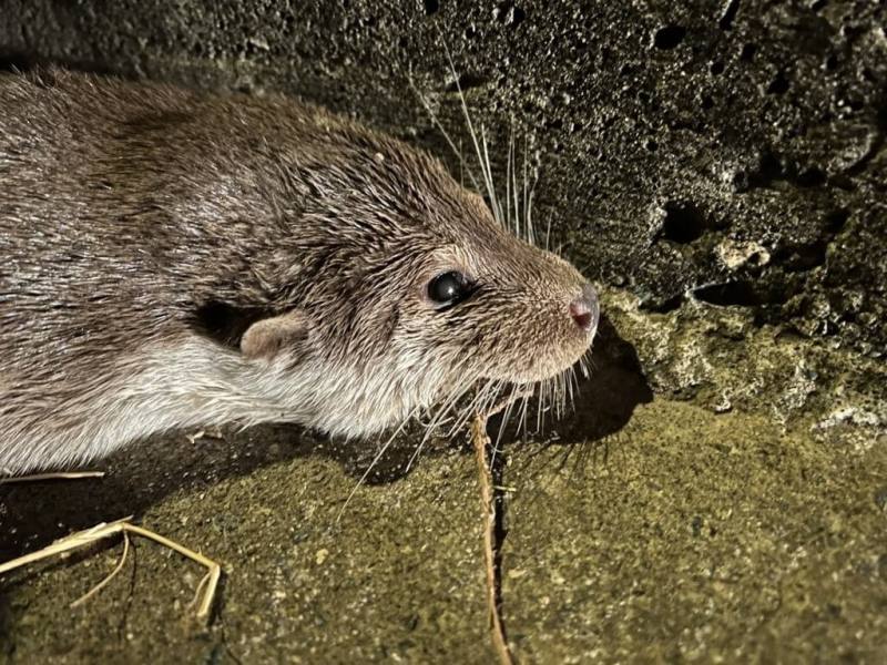 農業部推動「瀕危物種及重要棲地生態服務給付推動方案」，指定金門縣瀕危物種保育野生動物歐亞水獺，透過生態服務給付，鼓勵民眾採取對瀕危水獺族群及棲地保護友善作為。有意申請巡守獎勵社區或團體，可檢附114年度金門水獺生態給付申請書並函文向縣府申請，申請期限至3月14日下午5時30分截止。（金門縣產業發展處提供）