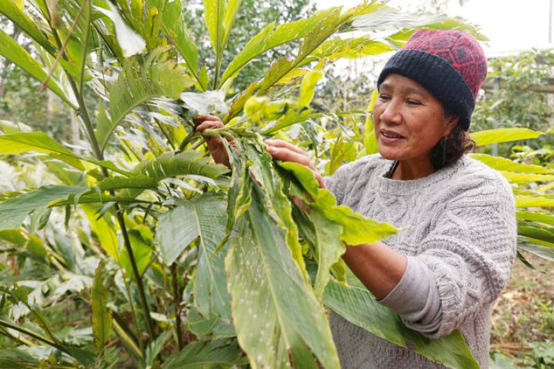 At the Maslinagan Shell Ginger Ecological Park, Takbanuaz Ishahavut Pune tells visitors the stories behind each shell ginger plant and enables them to get to know shell ginger in a multisensory way.​​