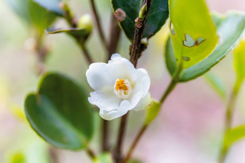 One of the charming little flowers produced by oil-seed camellia bushes.​​