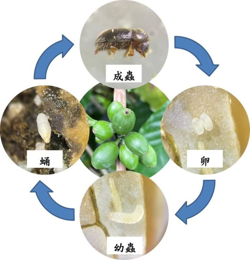 農業部茶及飲料作物改良場指出，民國96年首次發現咖啡果小蠹危害蹤跡後，至今已入侵全國產區，嚴重會減產5、6成，為此制定非化學農藥綜合管理（IPM）的防治技術，呼籲農民落實使用。（茶改場提供）