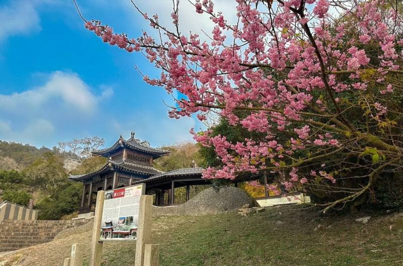 連江縣政府表示，馬祖櫻花季開跑，勝天公園內的唐式亭閣「勝天亭」，與盛開櫻花相映成趣，古樸幽雅。（歐家瑞提供）