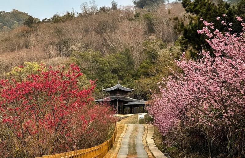 馬祖櫻花季已登場，海濱的勝天公園是賞櫻好地點，櫻花盛開於園內古步道兩側，美不勝收。（歐家瑞提供）