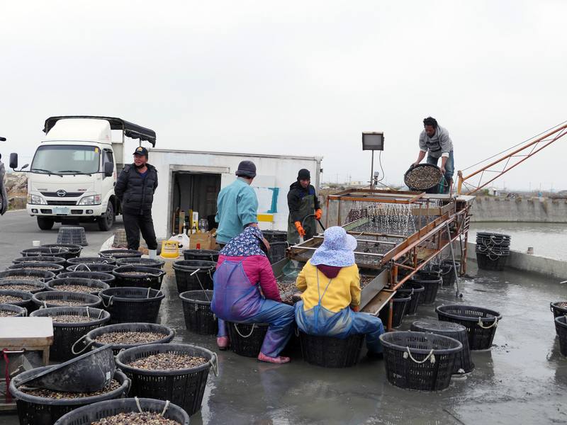 全球氣候變遷、季節交替溫差過大及夏季高溫等因素，造成文蛤減產、暴斃，雲林縣政府與屏東科技大學獸醫學系團隊合作專案輔導，協助蛤農改善養殖方式，輔導近3年成效顯著