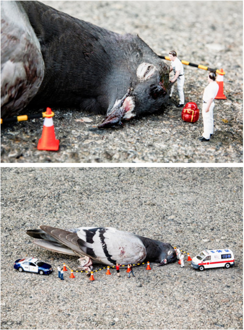 黃沛森拍攝路殺動物的屍體，搭配人類活動的微縮模型，創造出幽默與深刻並存的影像，揭示人類文明底下不同物種面臨生存空間的限縮。 黃沛森〈台灣微急－野鴿〉，2024，藝術微噴相紙，40 x 60 cm x 2件，藝術家提供