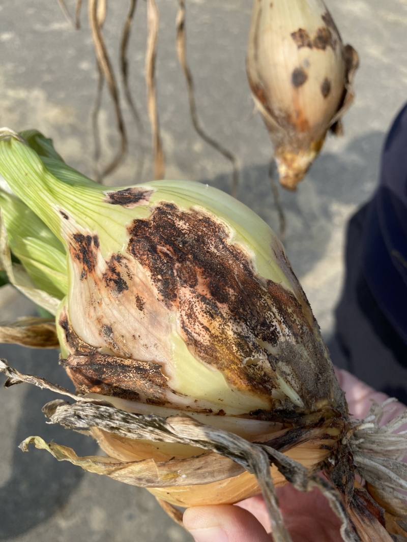 洋蔥炭疽病造成蔥球黑色輪紋病斑
