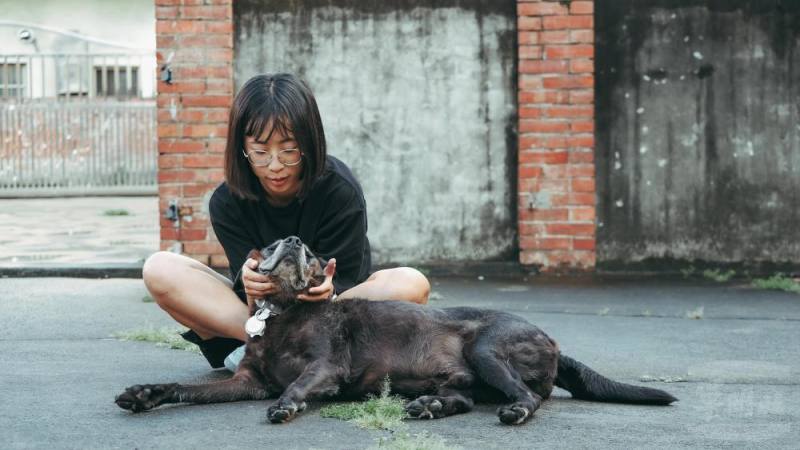 工作犬基本服役4年後，可以辦理延役3年，最長可服役7年