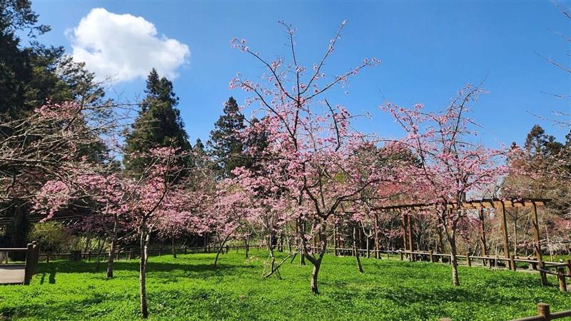 Photo courtesy of Forestry and Nature Conservation Agency's Chiayi Branch Feb. 23, 2025