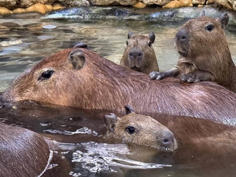 高雄壽山動物園表示，春節期間，水豚媽媽「莉亞」順利產下3隻水豚寶寶，分別取名為「莉馬」、「莉拉」和「莉松」，象徵這個家庭將像馬拉松般長久、繁衍生息。（高雄市觀光局提供）