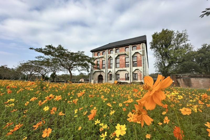 台南山上花園水道博物館園區內C館旁，波斯菊花海盛開、隨風搖曳，為園區增添繽紛色彩，歡迎民眾來賞花。（台南市文化局提供）