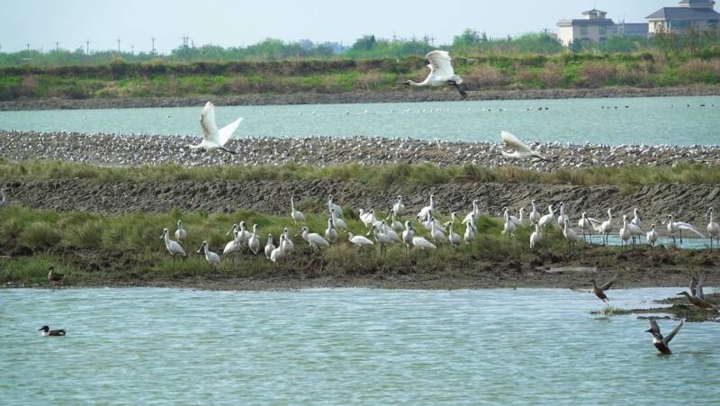 嘉義縣政府3月8日將在布袋濕地生態園區舉辦「2025布袋候鳥季－候鳥經濟生活圈」活動，盼「候鳥經濟」帶動生態與地方發展。（嘉義縣農業處提供）