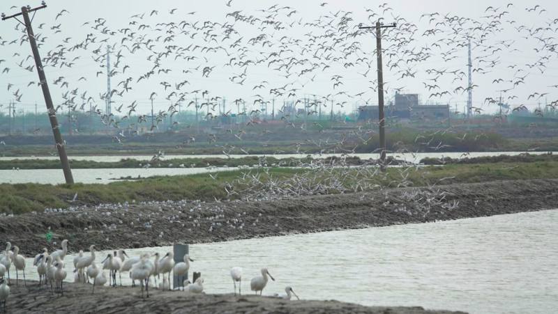 布袋鹽田濕地是候鳥來台度冬的重要棲息地，嘉義縣政府3月8日將在布袋濕地生態園區舉辦「2025布袋候鳥季－候鳥經濟生活圈」活動。（嘉義縣農業處提供）