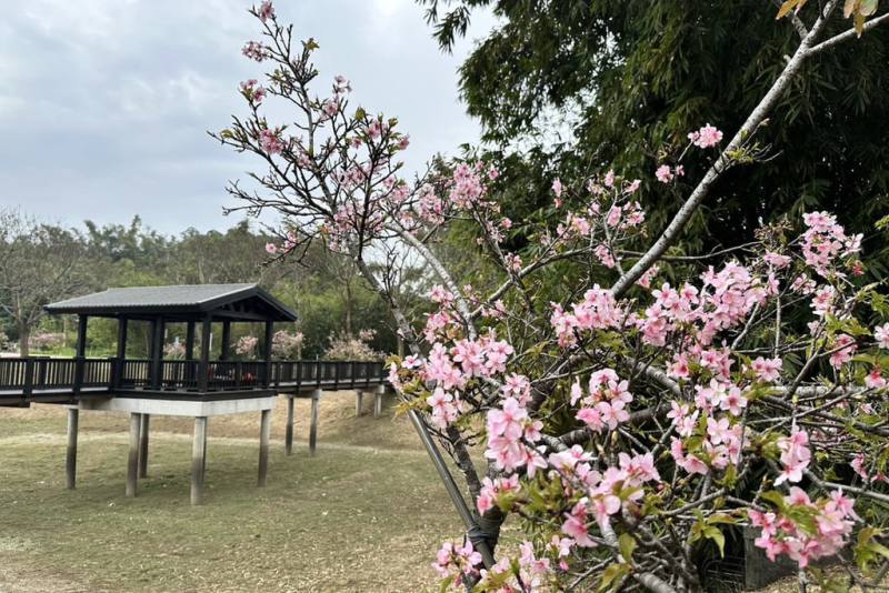 台南山上花園水道博物館淨水池區櫻花綻放，近日吸引不少遊客賞花，館方預估228連假期間將會迎來滿開盛況。（台南市文化局提供）