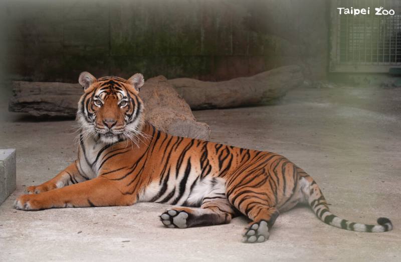 台北市立動物園與新加坡合作馬來虎雙向借殖計畫，雌性個體Serikin已於26日凌晨安全抵達新加坡，展開檢疫觀察；園方指出，後續也將自新加坡動物園借殖調度雄性個體來台北，盼促成另一組繁殖配對。（台北市立動物園提供）