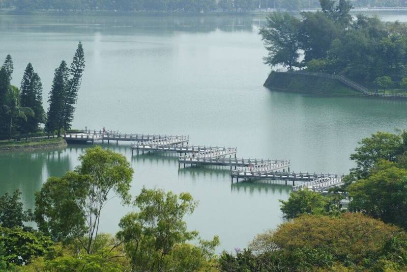 民眾近日在高雄澄清湖九曲橋附近水域發現魟魚蹤跡。台灣自來水公司表示，澄清湖園區是飲用水水源水質保護區，呼籲民眾不要放生魚類，將持續觀察外來魚類是否造成相關影響，再研議處置計畫。（自來水公司第七區管理處提供）