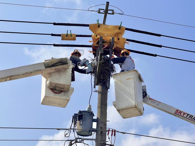 因應驚蟄節氣到來，台電出動超過4000人投入全國線路防護行動，努力降低鳥獸外力造成停電。