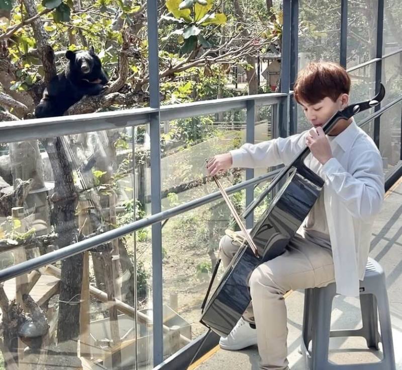 高雄壽山動物園明星動物黑熊兄弟「波比」、「黑皮」3月滿21、23歲，園方日前為牠們舉辦慶生。「波比」聆聽大提琴演奏時，爬到樹梢近距離欣賞。（高雄市觀光局提供）