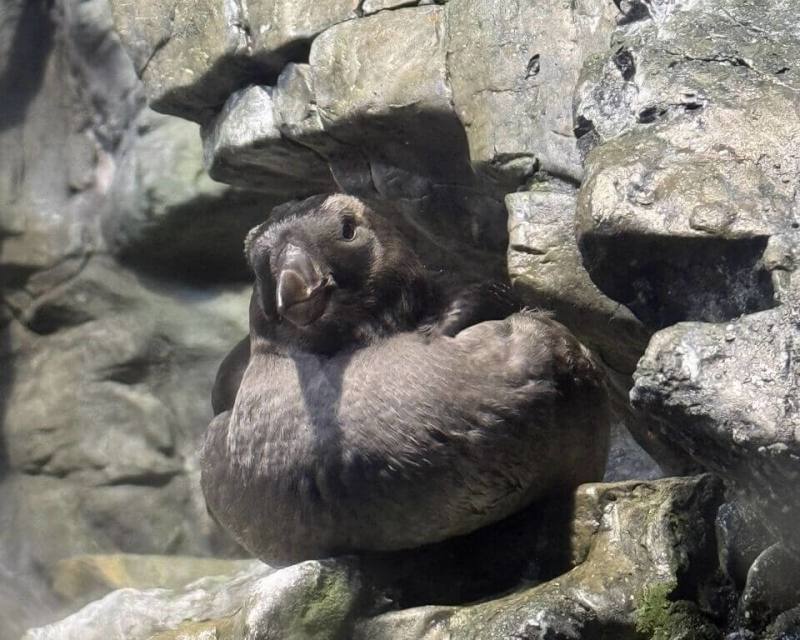 屏東國立海洋生物博物館2024年出生的鳳頭海鸚鵡JOJO，小時候為全黑樣貌，因可愛外表及學習游泳時逗趣姿態，在社群媒體上擄獲許多網友的心。（屏東國立海洋生物博物館提供）